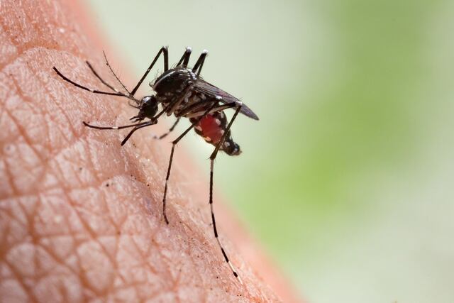 Número de muertos por dengue en Bangladesh alcanza los 800
