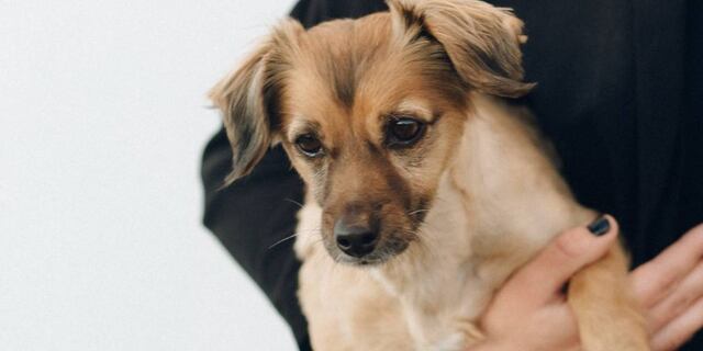 ¡Hay que dar ejemplo! Perro es aplaudido en redes sociales por utilizar masacarilla