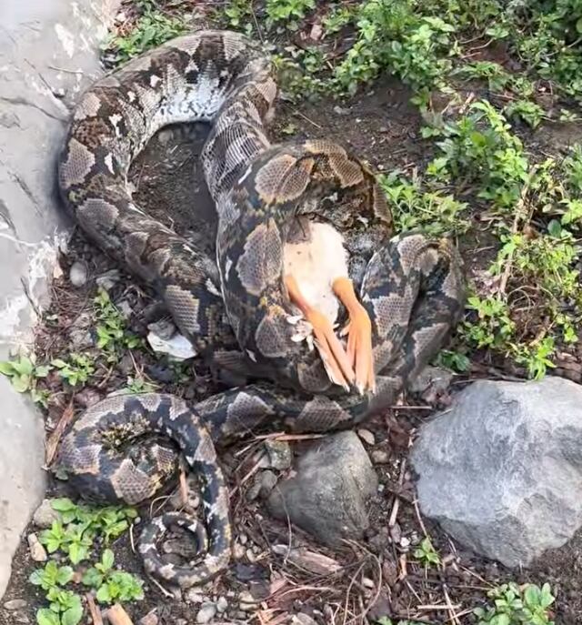 VIDEO: Capturan otra pitón en finca de Cidra