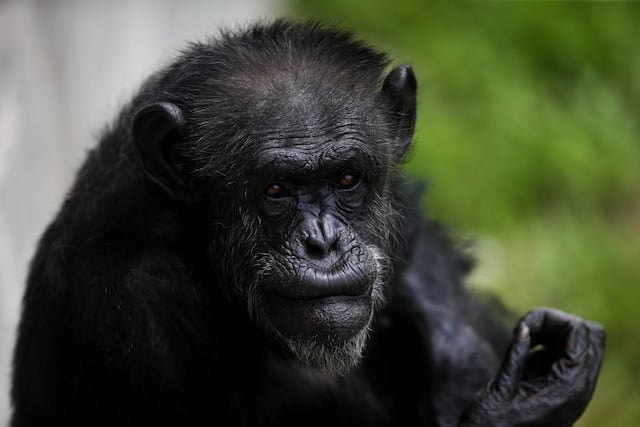Arte del chimpancé de Michael Jackson se muestra en Miami