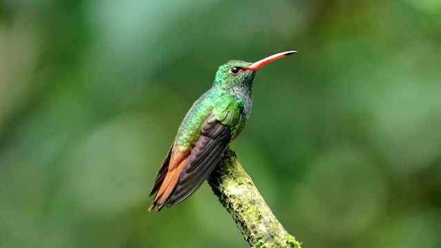 Más de 1,400 especies de aves se han extinguido de la Tierra