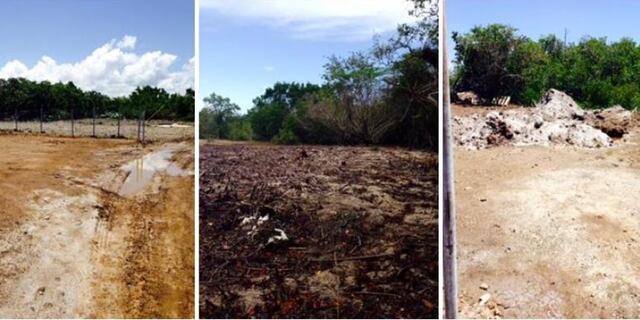 Denuncian destrucción y relleno de manglares en costas de Salinas