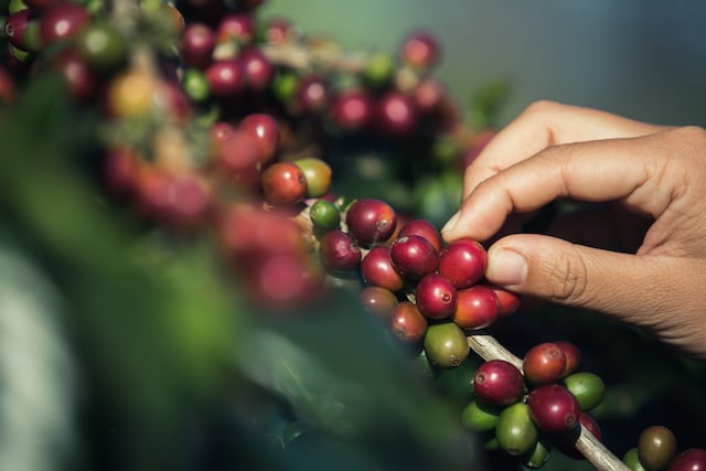 Agricultura anticipa impacto al consumidor por alza en el café