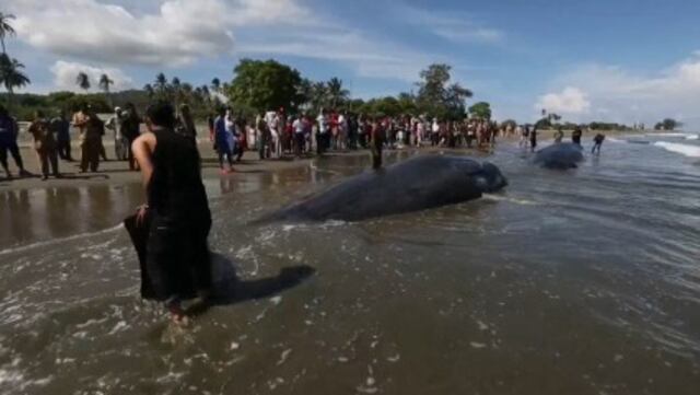 Rescatan a seis cachalotes que vararon en la costa de Indonesia