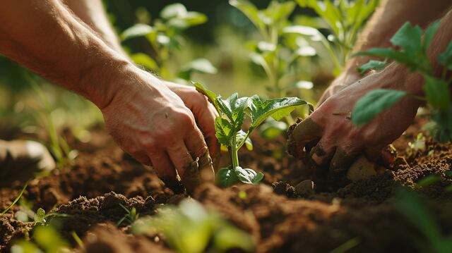 Abren puertas para asesoría gratuita y financiamiento para agricultores y agroempresarios