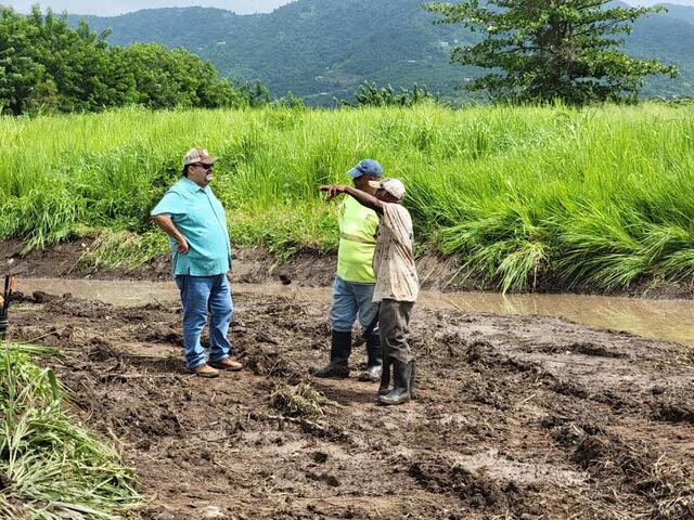 Comienza la limpieza de terrenos en Maunabo