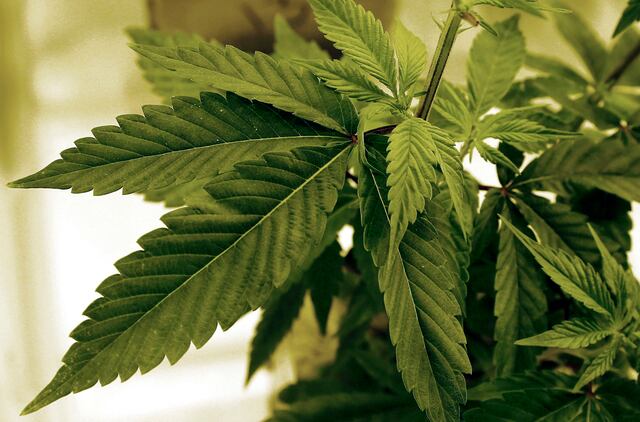 Renuncia futura jefa de regulación del cannabis de Minnesota tras polémica