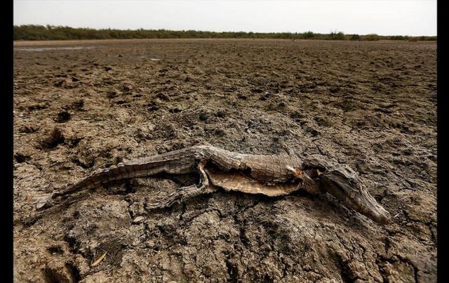 Sequía prolonga y agrava los incendios forestales en Bolivia