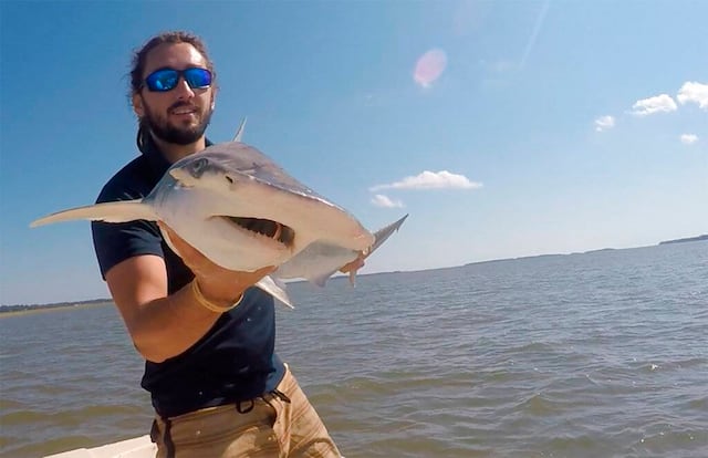 Los tiburones tienen un GPS natural, descubren científicos