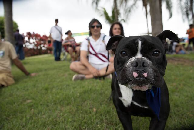 Purina celebra “Vive en Grande con tu Perro”