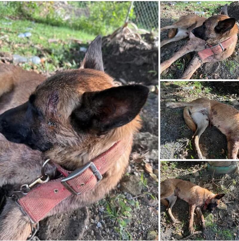 Agentes rescatan a un perro en Moca; estaba amarrado de un árbol.