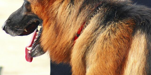 Perro ataca a agente de la Unidad Canina