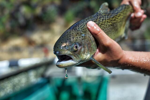 Los fondos para ayudar a las especies amenazadas sólo se concentran en una pequeña cantidad de criaturas