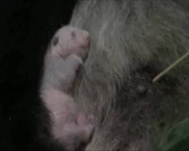 El primer oso panda gigante nacido en 5 años en un zoológico de Tokio es hembra