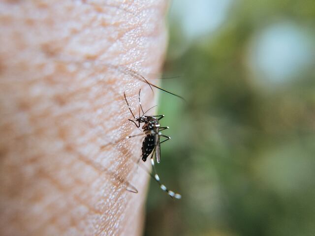 VIDEO: Captan impactante tornado de mosquitos en península rusa