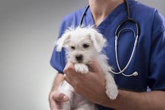 Vacunan a 141 mascotas durante feria de servicios veterinarios en Aguadilla