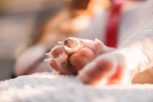 Cirugías estéticas en mascotas: ¿Cuáles son los riesgos?