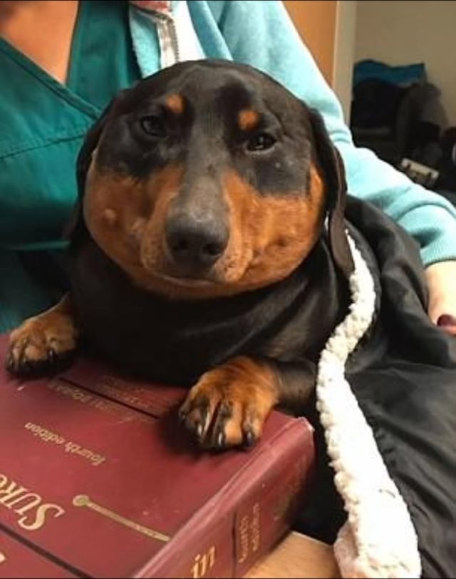 Inédito caso de un perro que se infló hasta parecerse a una "foca"