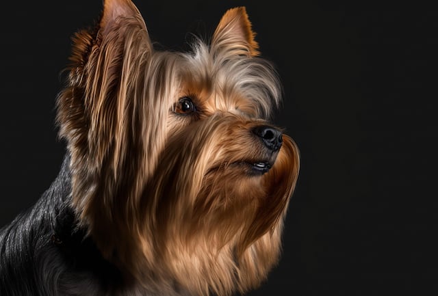 Hurtan dos perros en urbanización de Bayamón