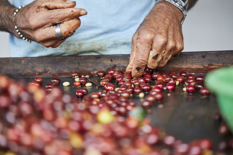 En plena cosecha: caficultores presionan al DACO para subir a $23 el precio mínimo del café