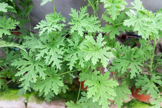 Una planta puede eliminar los mosquitos de tu casa al instante