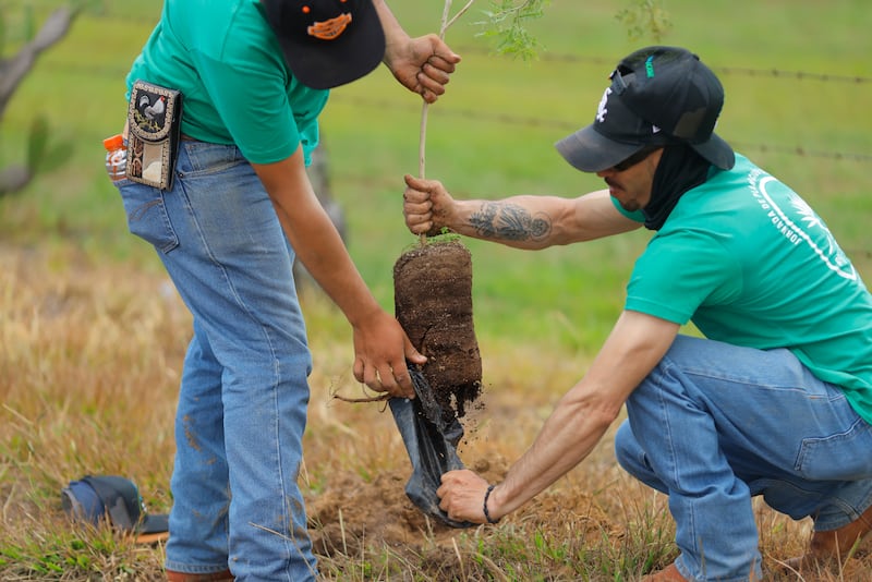 Un grupo de voluntarios participa en una jornada de plantación de árboles en campos de agave este 8 de agosto de 2026, en Ojo Zarco, municipio de Jesús María, en Jalisco (México). EFE/ Francisco Guasco