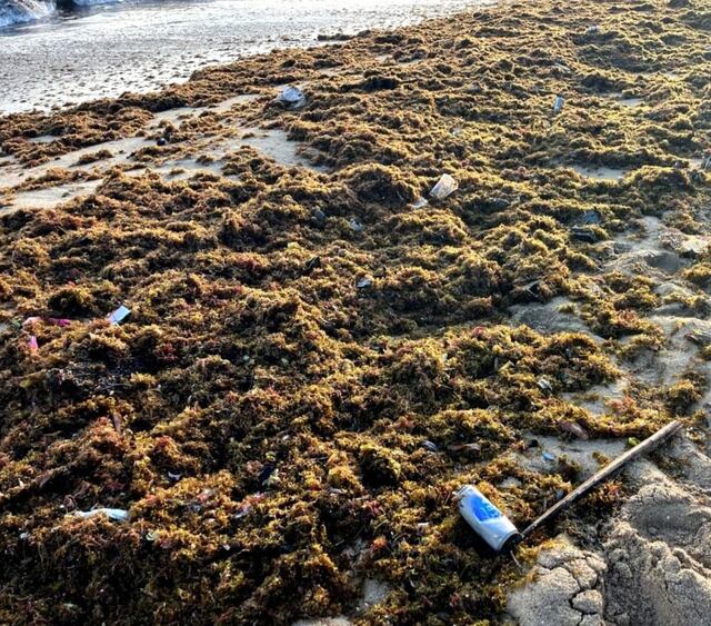 Recogerán sargazo de playa Los Machos en Ceiba