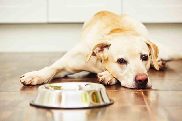 Eutanasia en mascotas: ¿cuándo y cómo tomar una decisión responsable?