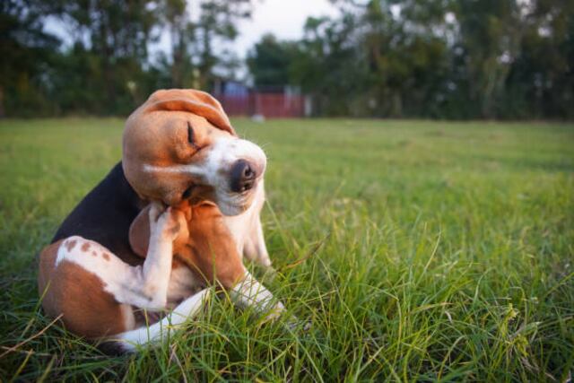 Perros domésticos sanos pueden portar bacterias resistentes a antibióticos humanos