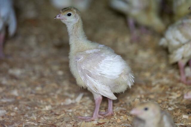 Gripe aviar mortal reaparece en aves de corral para consumo humano