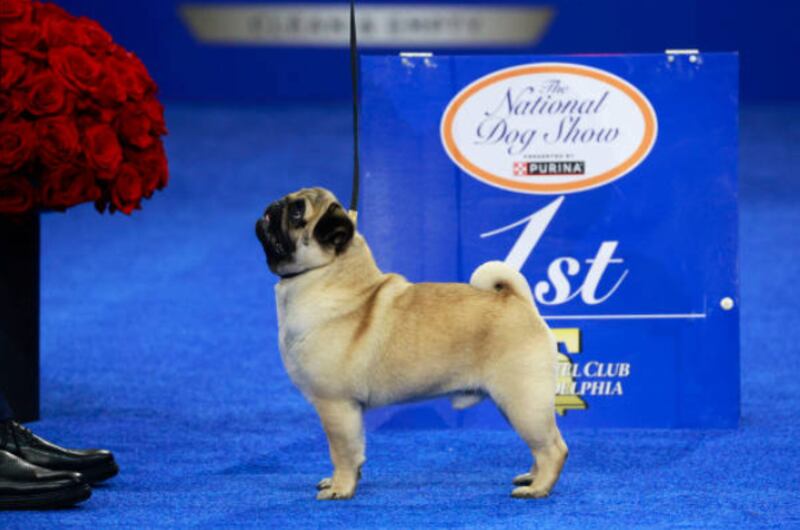 Por primera vez un pug gana competencia nacional de perros en EE. UU>