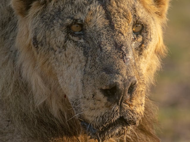 Leones africanos podrían estar en peligro de extinción