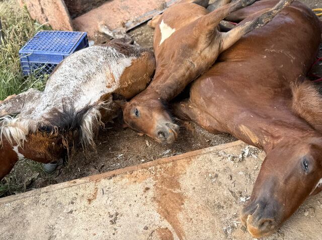 Denuncian que cables caídos de LUMA Energy electrocutaron a cuatro caballos en Utuado