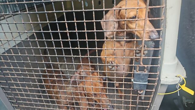 Policía rescata siete perros abandonados tras intervenciones en varios residenciales