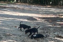 Denuncian abandono de perritos en el Túnel de Guajataca