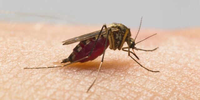 Salud informa de tres muertes asociadas a Chikungunya