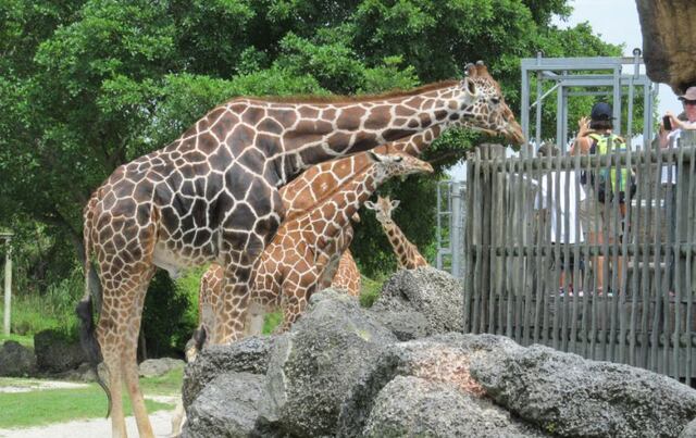 Los pros y contras de los zoológicos