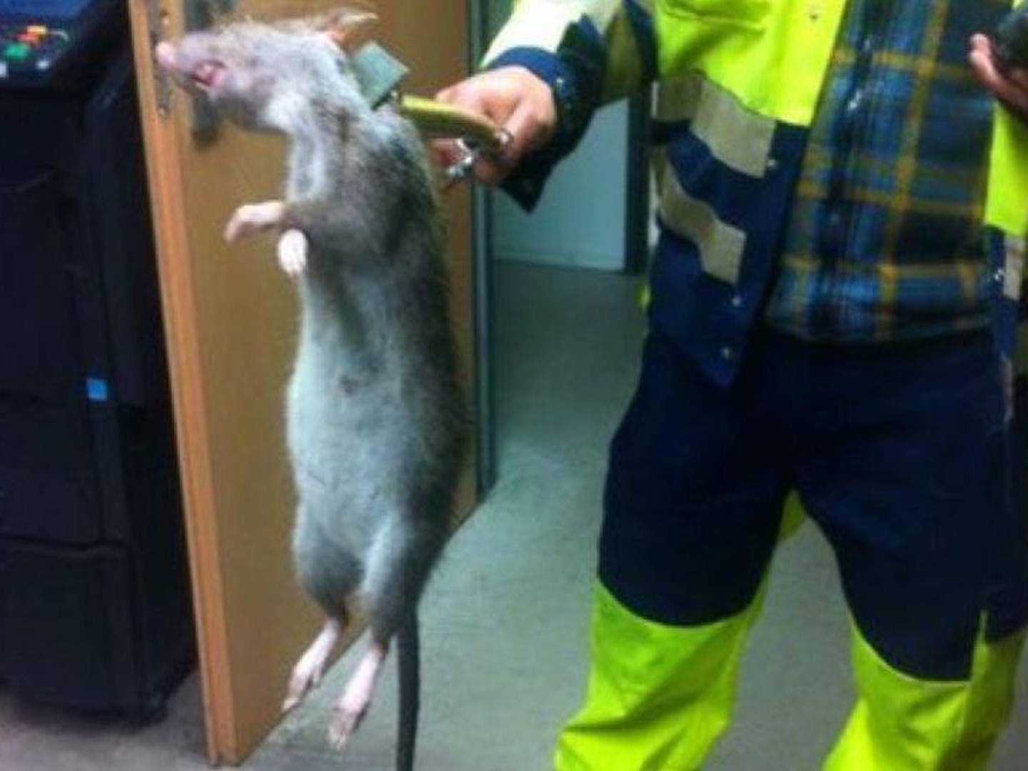 Hombre confunde rata con gato por su enorme tamaño – Metro Puerto Rico