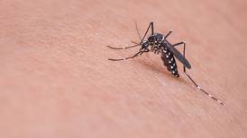 Lideran esfuerzos en el oeste para combatir epidemia del dengue