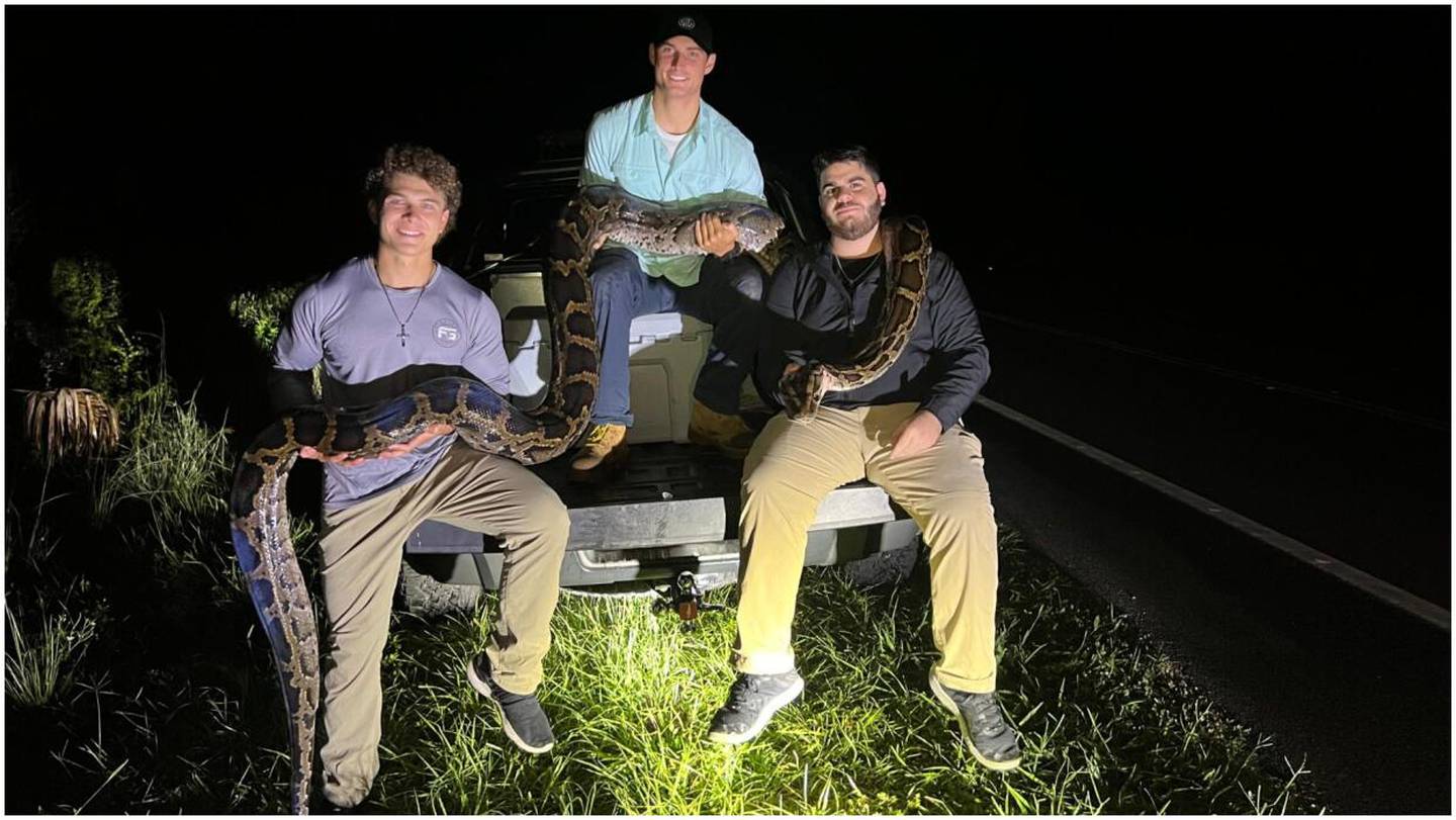 Jóvenes cazadores capturan un pitón de 5.5 metros en Florida.
