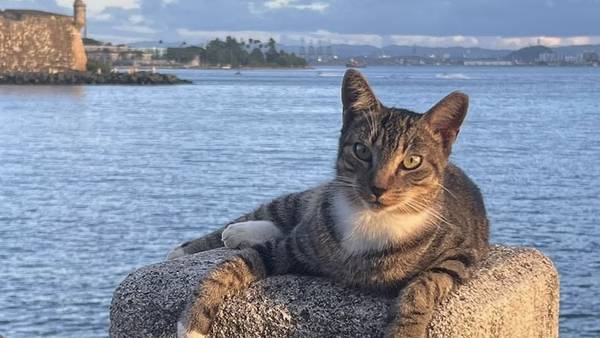 Save-a-Gato asegura plan federal para eliminar gatos del Viejo San Juan no es realista