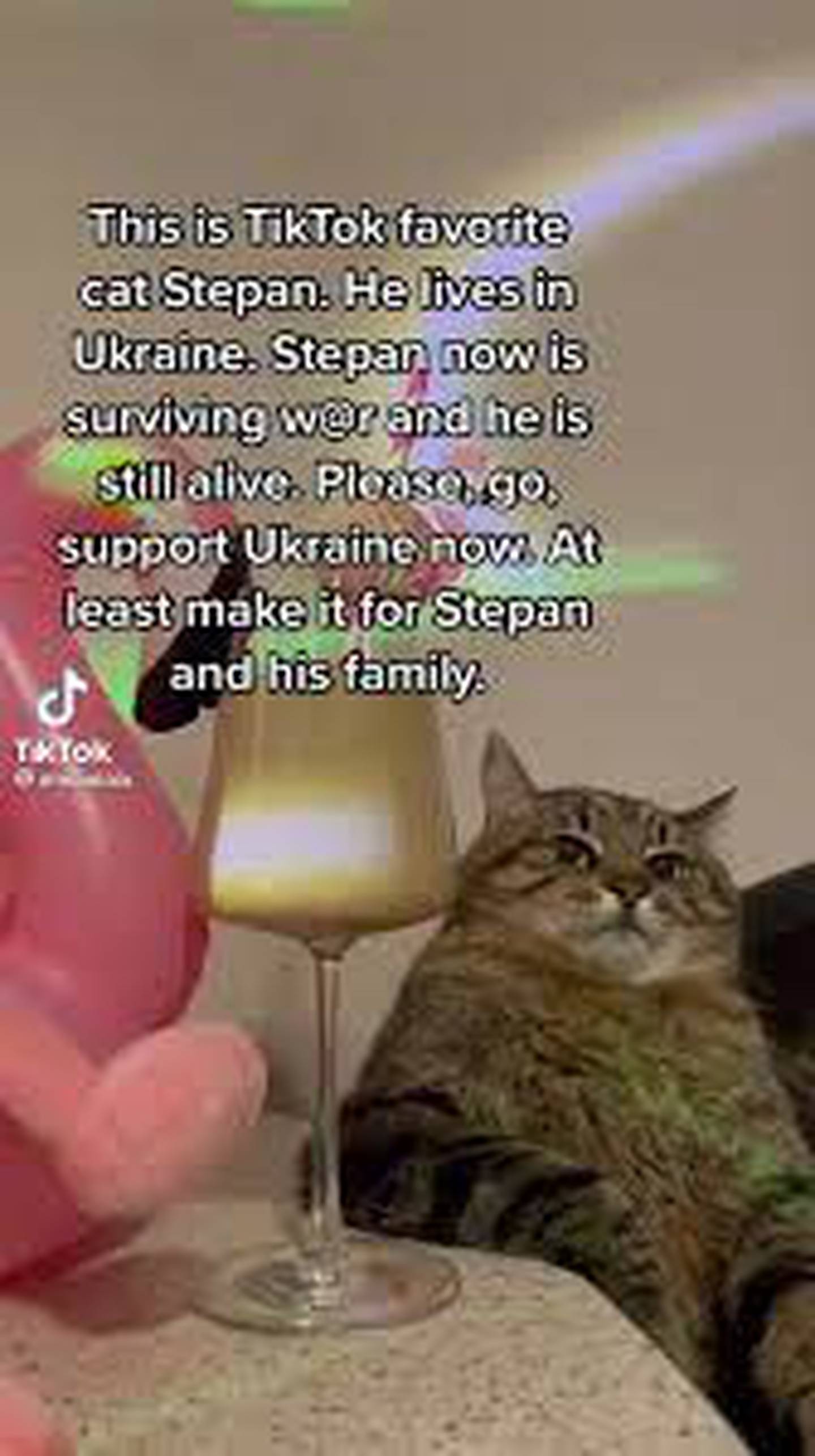 Stepan, el gato famoso de TikTok