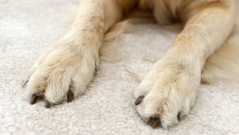 Foto Meganoticias perro en la alfombra