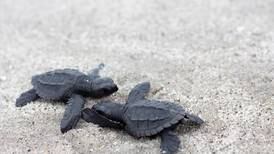Refuerzan acciones de protección de las tortugas marinas