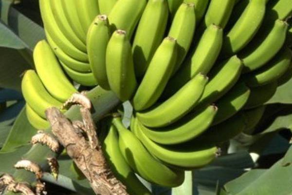 Para marzo habrá plátanos y guineos del país