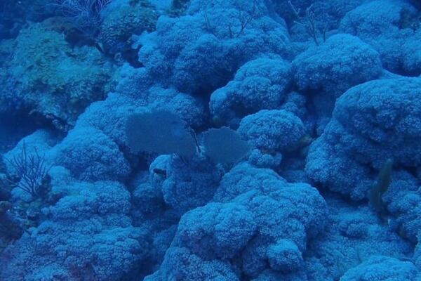 Identifican especie invasora de coral en La Parguera 
