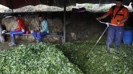 Colombia propone que hoja de coca ya no sea una sustancia prohibida
