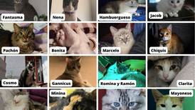 Día Internacional del Gato: origen y por qué se celebra el 8 de agosto a los ‘michis’