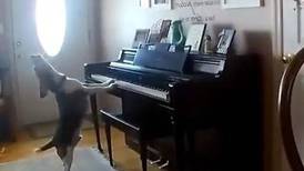 El vídeo del perro pianista que es viral en Twitter