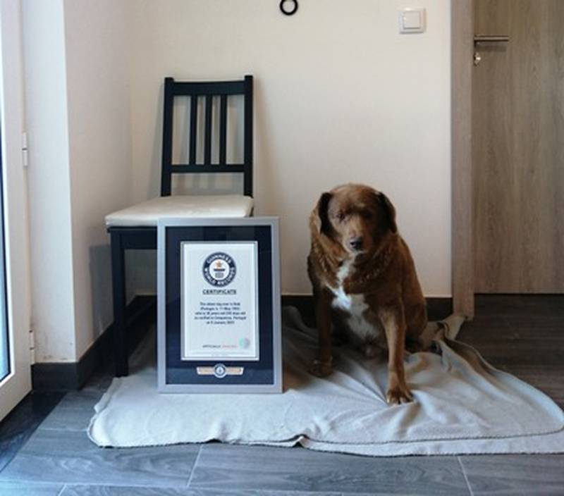 Guinness World Records, perro más anciano de la historia.